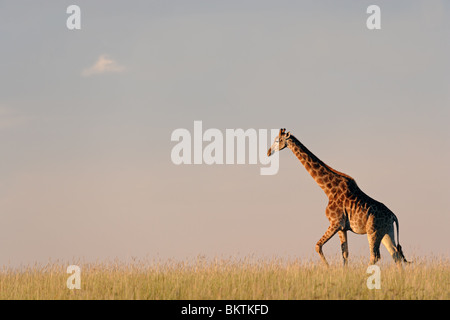 Eine Giraffe zu Fuß auf die afrikanische Savanne gegen einen klaren Himmel Stockfoto