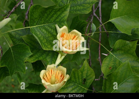 Liriodendron Tulipifera Laub und Blüte, bekannt unter dem gemeinsamen Namen Tulpenbaum Stockfoto