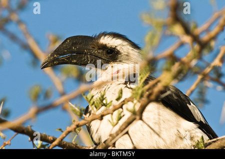 Von der Decken-Toko (Tockus Deckeni), einzelne Erwachsenfrau beobachten im Busch - Juli, Tsavo East Nationalpark, Kenia, Afrika Stockfoto