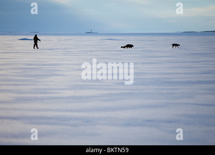 Ein Mann zu Fuß Hunde am Meereis im Winter, Finnland Stockfoto