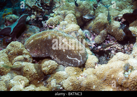 Pilz Koralle (Herpolitha Llimax). Familie Fungidae. Bali, Indonesien. Stockfoto