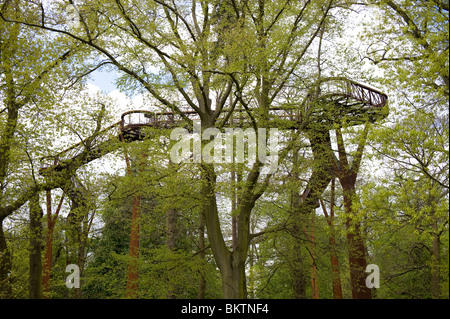 Die Baumkrone Gehweg in Kew Gardens gesehen durch zeitigen Frühjahr Laub in Kew Gardens, London, UK Stockfoto