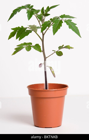 JUNGE TOMATEN PFLANZEN IM TOPF AUF EINEM WEIßEN HINTERGRUND Stockfoto