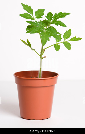 JUNGE TOMATEN PFLANZEN IM TOPF AUF EINEM WEIßEN HINTERGRUND Stockfoto