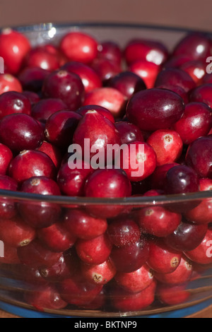 Roter heller Cranberries Vollformathintergrund niemand von oben oben Nahaufnahme verschwommener unscharfer Hintergrund vertikal hochauflösende Bilder Stockfoto