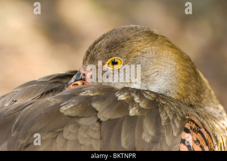 Federbusch-Whistling Duck Eytons Pfeifen-Ente Dendrocygna Eytoni in Gefangenschaft Stockfoto