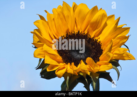 Sonnenblume ein gelber Blumengarten Nahaufnahme von unten Bilder Fotos Fotografie zur Ausstellung Verkauf auf alamy horizontal in USA US hochauflösend Stockfoto