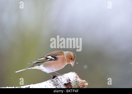 Männlichen Buchfinken, die auf der Suche nach Nahrung auf einem Toten Ast im winter Stockfoto