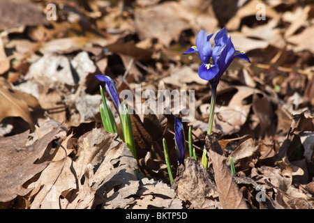 Purple Iris Resticulata Cantab Gruppe von sprießenden Blumen früh Frühling von oben niemand Hintergrund horizontal in Ohio USA Hi-res Stockfoto