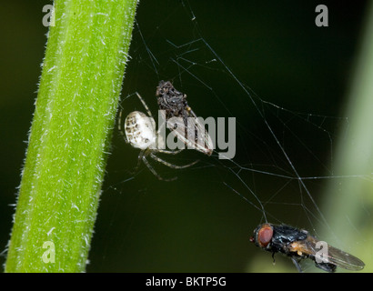 Essen weiß Krabbenspinne Misumena Vatia UK Beute Stockfoto