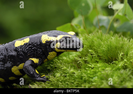 Porträt von einem Feuersalamander Stockfoto