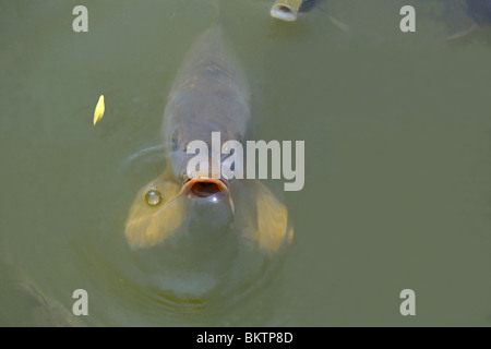 Karpfen an der Oberfläche schwimmen Stockfoto