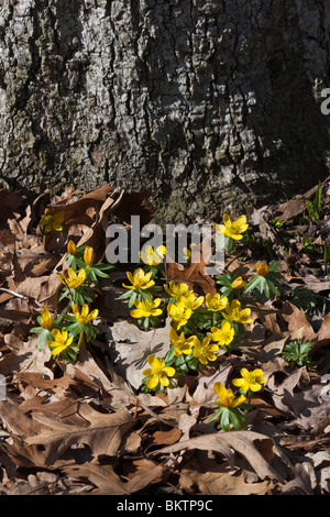 The Winter Aconite Eranthis Hyemalis Buttercup yellow wildflowers pictures from above very high resolution vertical format in Ohio USA US hi-res Stockfoto