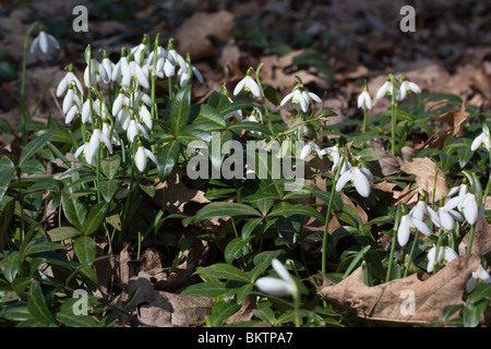 Gängiger Schneeglöckchen oder Galanthus Nivalis die weißen Blüten Bilder Fotos Overhead Verkauf auf Alamy horizontal in USA US hochauflösend Stockfoto
