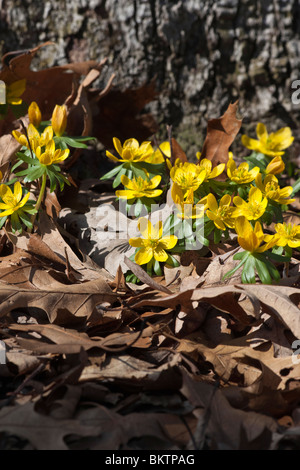 The Winter Aconite Eranthis Hyemalis Buttercup yellow wildflowers pictures from above very high resolution vertical format in Ohio USA US hi-res Stockfoto