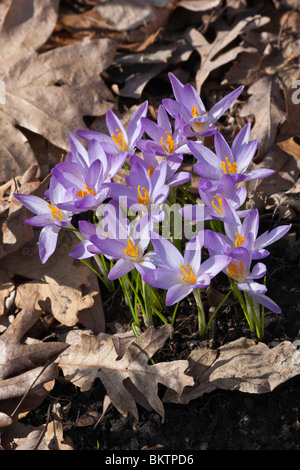Purple Crocus Speciosus Gruppe der Blumen Nahaufnahme von oben Bilder Bilder sehr hochauflösendes vertikales Format in Ohio USA Hi-res Stockfoto