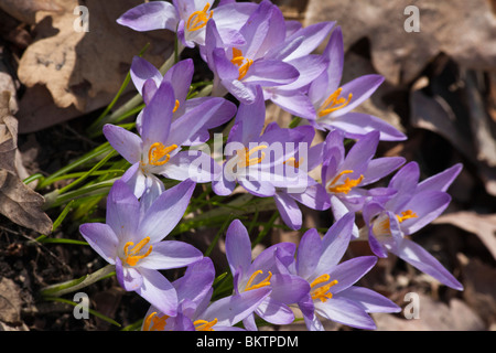 Purple Crocus Speciosus schöne Blumen von oben oben Bilder große hohe Auflösung horizontal in Ohio USA Hi-res Stockfoto