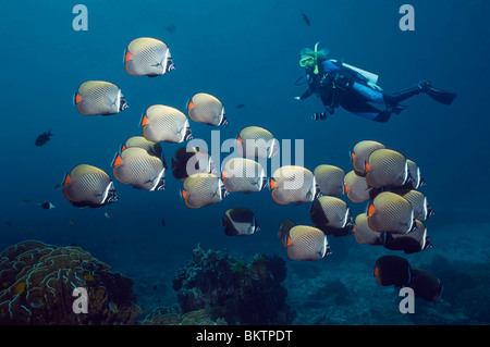 Rotschwanzboa oder Halsband Butterflyfish (Chaetodontidae Collare) Schule mit Taucherin im Hintergrund. Andamanensee, Thailand. Stockfoto