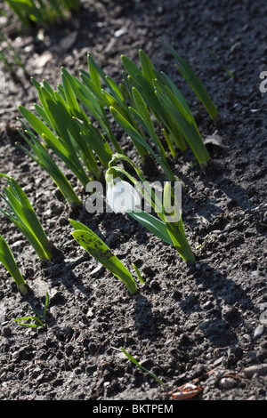 Einzelne weiße Schneeflocke Leucojum vernum Blume im Boden Frühling von oben oben niemand fotografiert niemand vertikal hochauflösende Hochauflösung Stockfoto