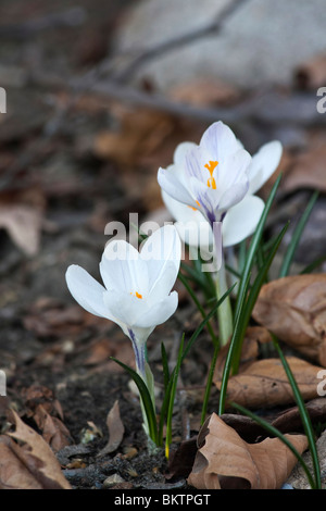 White Crocus Chrysanthus ard schenk schöne Frühlingsblumen im öffentlichen Park in Ohio USA USA von oben niemand vertikal hochauflösende Blumen Stockfoto