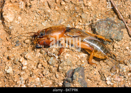 Mole Cricket, Gryllotalpa Gryllotalpa. Auf Boden Stockfoto