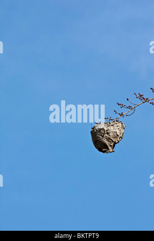 Wespennest hängt an einem Zweig vor blauem Himmel Hintergrund minimalistischer Minimalismus Fotografie Foto Niemand Niemand Niemand vertikal Hi-res Stockfoto