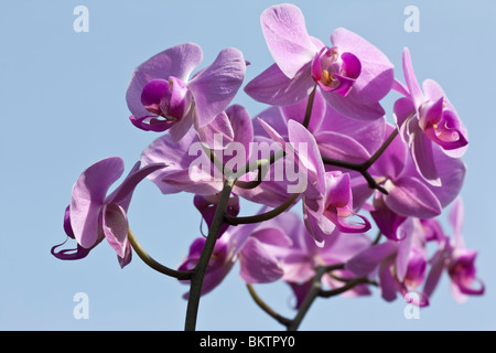 Pink Moth Orchidee Phalaenopsis schöne Blume auf blauem Himmel Hintergrund Nahaufnahme niedriger Winkel von unten niemand horizontal in den USA US Hi-res Stockfoto