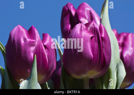 Violette Tulpenblüten Burgund ungeöffneter Hintergrund vor blauem Himmel Anzeige niedriger Winkel von unten Nahaufnahme Frühling niemand Hi-res Stockfoto