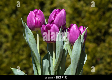 Lila blühende Tulpen Burgund ungeöffnete Anzeige Nahaufnahme Vorderansicht Frühling niemand verschwommene Unschärfe Hintergrund Hi-res Stockfoto