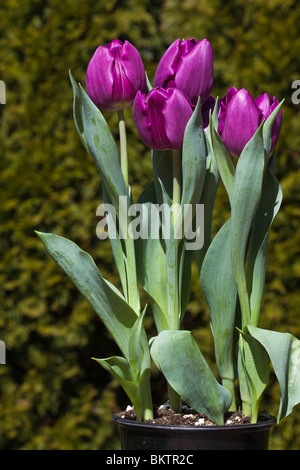 Violette blühende Tulpen Burgund ungeöffnete Anzeige Nahaufnahme vorne Frühling ist endlich hier niemand verschwommener Hintergrund Hi-res angekommen Stockfoto