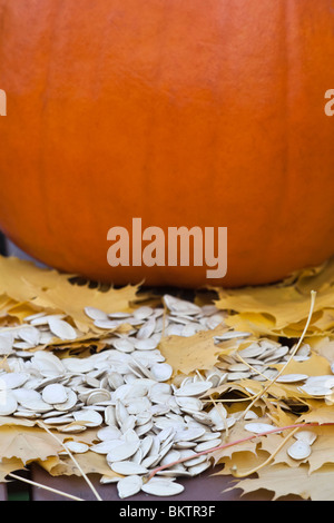 Ein orangefarbener Kürbis mit einem Haufen Samen Herbst Herbstbilder Bilder Fotos Fotografie Verkauf auf alamy vertikates Format in USA US hochauflösend Stockfoto