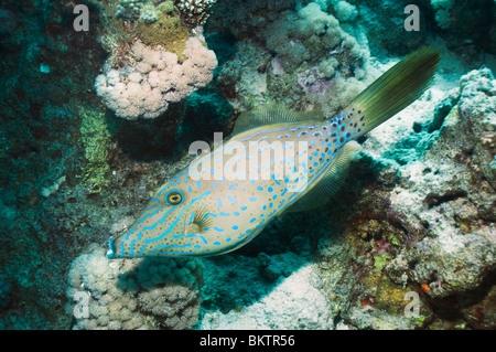 Kritzelte Feilenfisch (Aluterus Scriptus). Reichweite: alle tropischen und subtropischen Meeren. Ägypten, Rotes Meer. Stockfoto