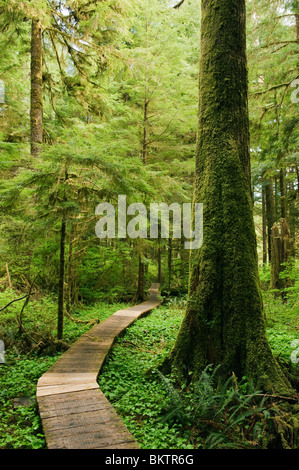 Boardwalk Pfad durch den Urwald, Carmanah Valley, Vancouver Island, BC, Kanada Stockfoto