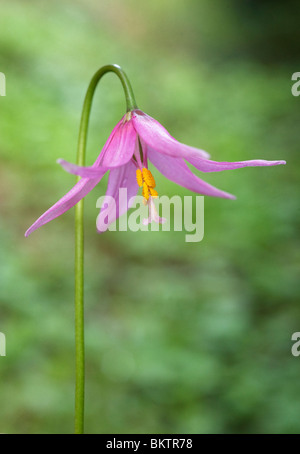 Rosa Fawn Lily (Erythronium Revolutum) bei Honeymoon Bay, Vancouver Island, BC Kanada Stockfoto