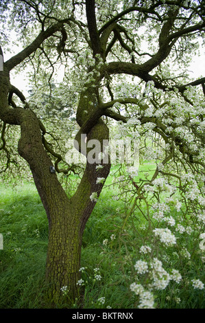 Mandeln blättrig Birnbaum blühen in Kew Gardens, London UK 2010 Stockfoto