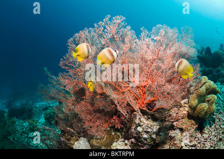 Kleins Butterflyfish (Chaetodontidae Kleinii) ernähren sich von Gorgonien Polypen. Misool, Raja Empat, West Papua, Indonesien. Stockfoto