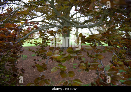 Lila oder Kupfer Buche, Fagus Sylvatica Purpurea, in Kew Gardens, London UK Stockfoto