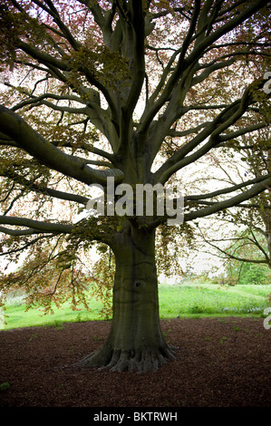 Lila oder Kupfer Buche, Fagus Sylvatica Purpurea, in Kew Gardens, London UK Stockfoto