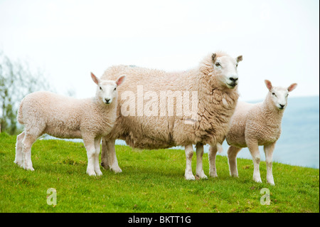 Mutter Schaf Schafe mit zwei niedlichen Lämmer Stockfoto