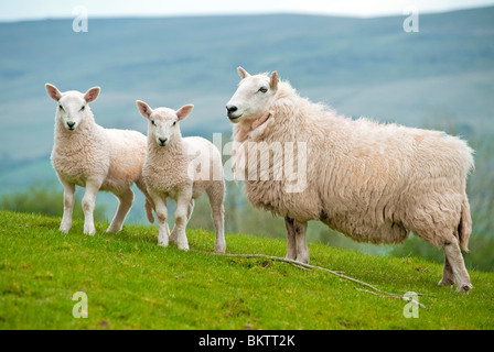 Mutter Schaf Schafe mit zwei niedlichen Lämmer Stockfoto