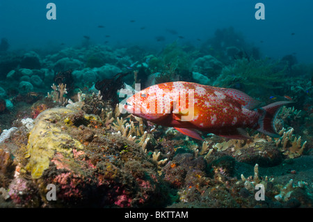 Whitemargin Lyretail Zackenbarsch (Variola Albimarginata). Bali, Indonesien. Stockfoto