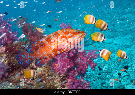 Korallen Hind über Korallenriff mit Kleins Butterflyfish und Weichkorallen. Andamanensee, Thailand Stockfoto