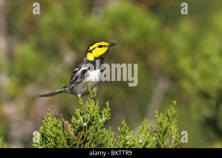 Goldene cheeked Warbler gehockt Ashe Juniper Tree Stockfoto