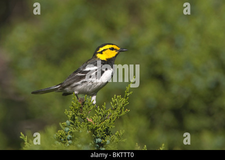 Goldene cheeked Warbler gehockt Ashe Juniper Tree Stockfoto