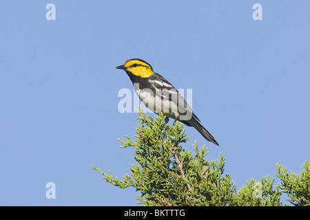 Goldene cheeked Warbler gehockt Ashe Juniper Tree Stockfoto