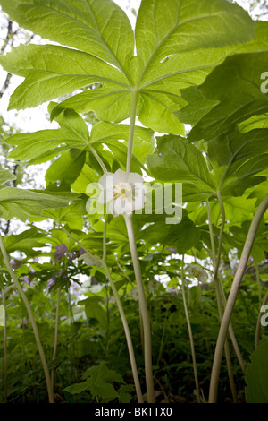 Unterseite des einen Mayapple (Podophyllum Peltatum). Stockfoto