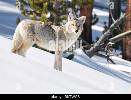 Schöne flauschige Coyote, starrte auf die Kamera, stehend im unberührten Schnee im Yellowstone-Nationalpark, Wyoming. Stockfoto