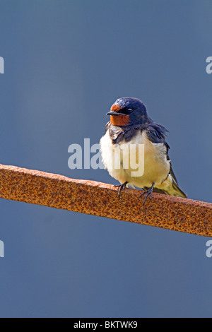 Rauchschwalbe (Hirundo Rustica) saß auf rostigen Eisenstange gegen einen stürmischen Himmel Stockfoto