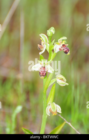 Israel, Ophrys wilde Orchidee Carmel Bee-Orchidee (Ophrys Carmeli) Stockfoto