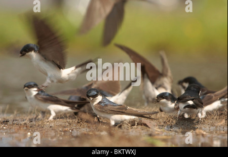 Huiszwaluwen Bij Een Modderpoeltje; Mehlschwalben sammeln Schlamm Stockfoto